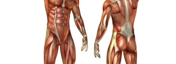 מערכת השריר-שלד בנויה שכבות המשפיעות אחת על השניה