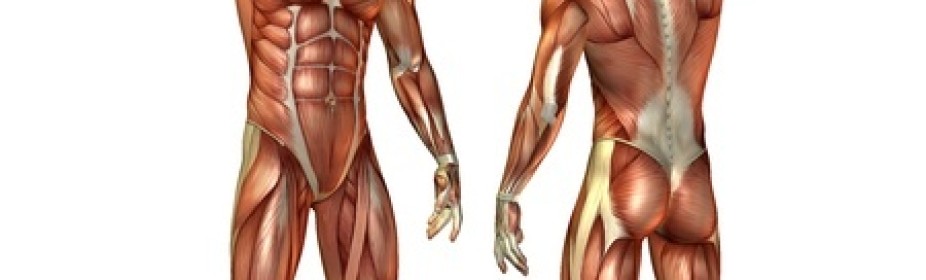 מערכת השריר-שלד בנויה שכבות המשפיעות אחת על השניה